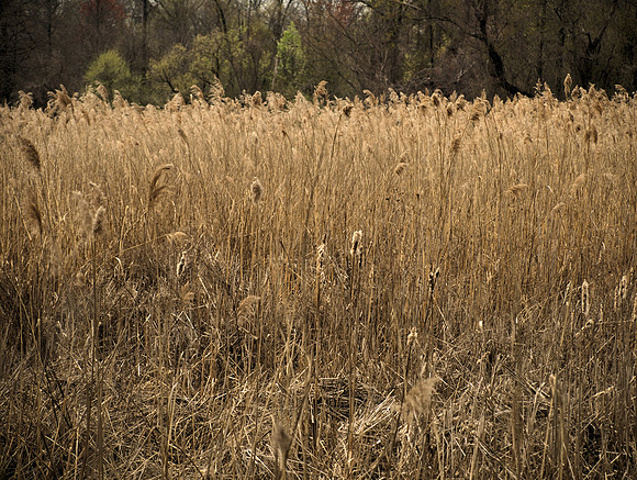 Marsh Grass