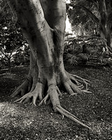 Arboreal Ballet