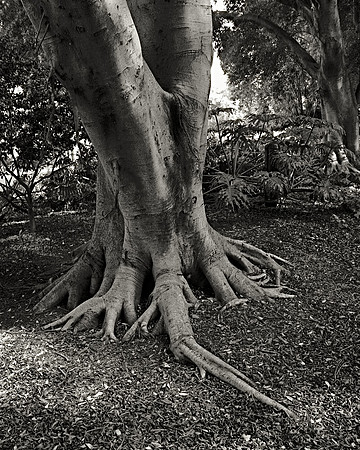 Arboreal Ballet