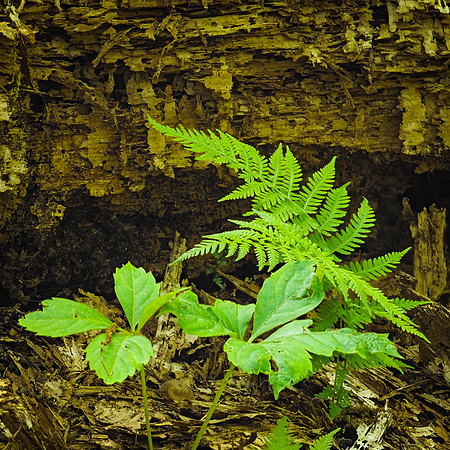 Bombay Hook Ferns 920-29