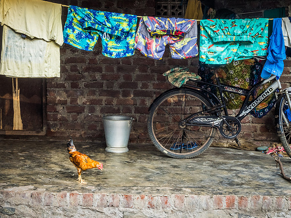 Rooster