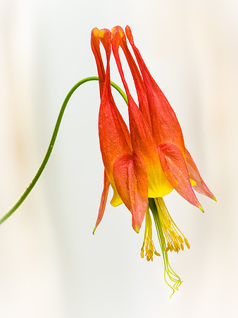 Columbine
