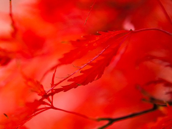 Fire Maple 15