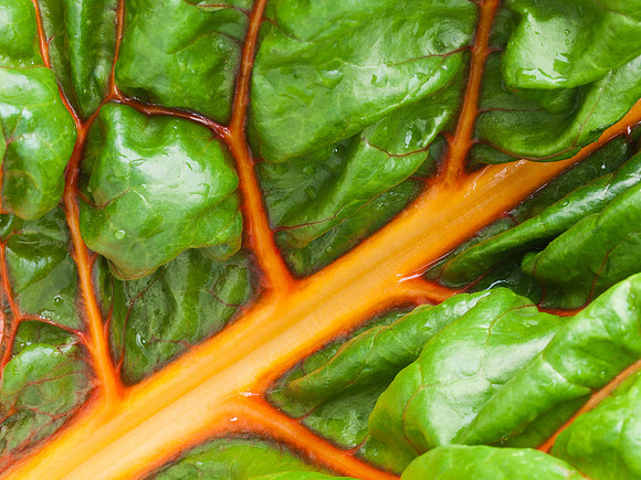 Rhubarb