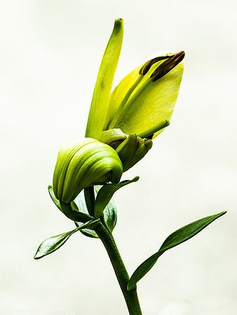 Lily