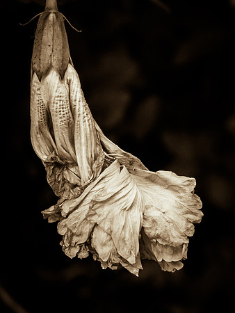 Fading Hibiscus 26