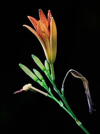 Day Lily