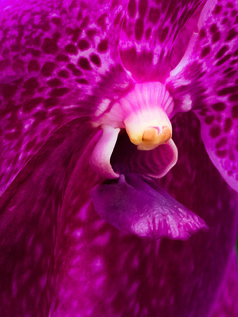 Orchid