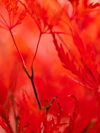 Fire Maple 12
