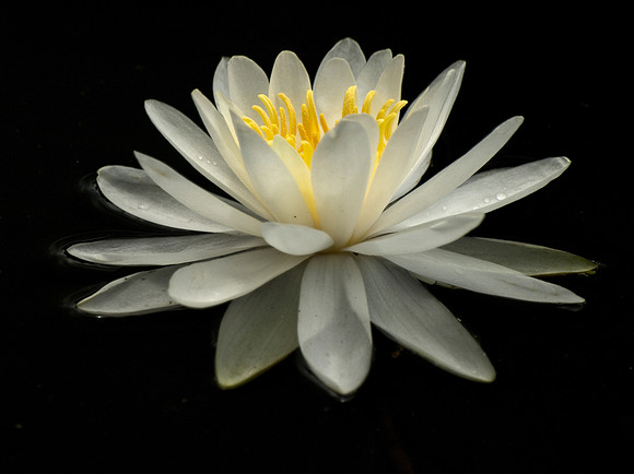 Water Lily 19