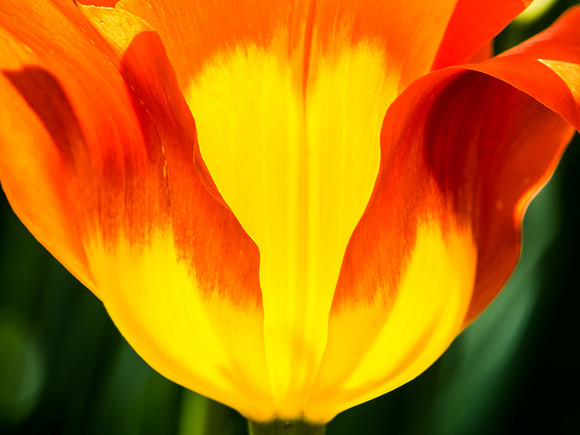 Tulip 604