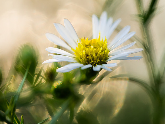 Wild Daisy