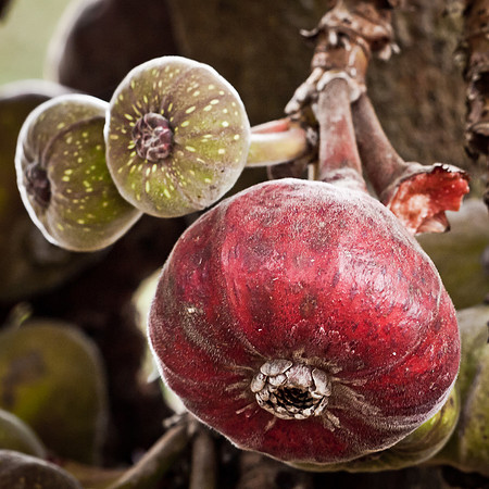 Red Fig