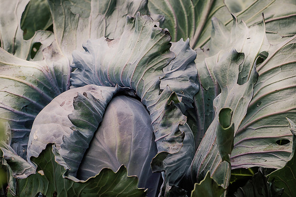 Cabbage