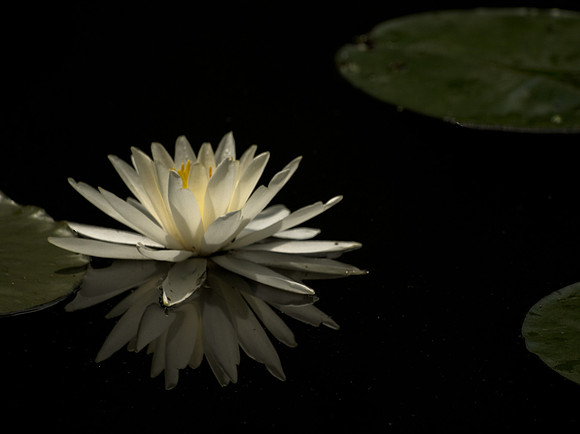 Water Lily 29