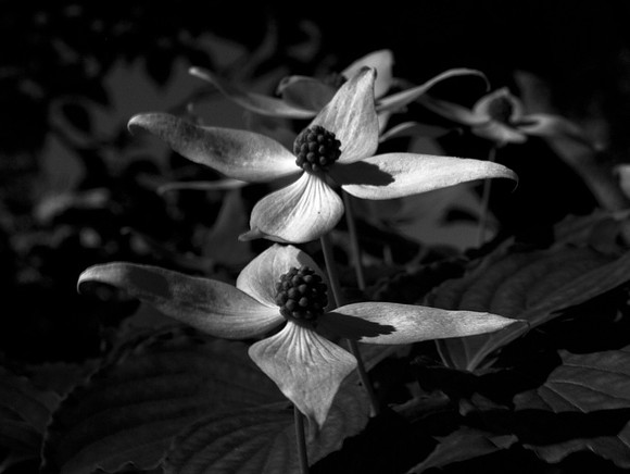 Dogwood Forest