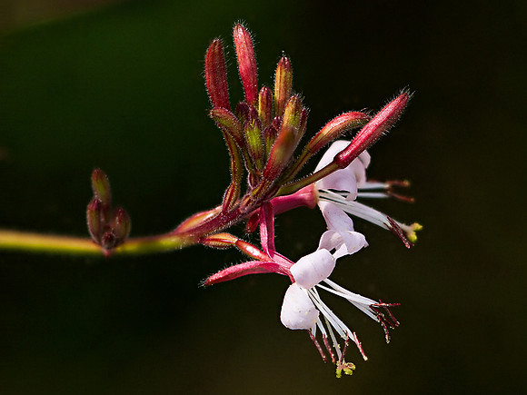 Wildflower