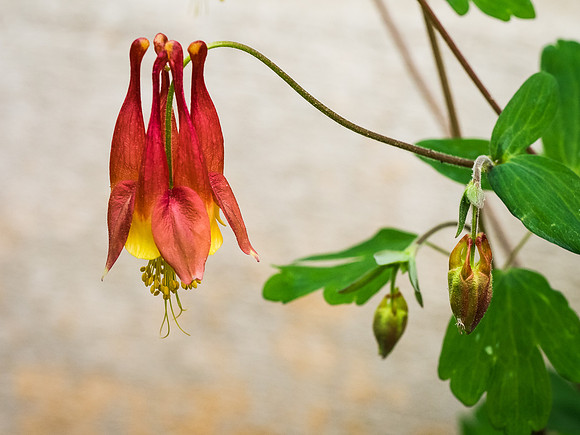Columbine