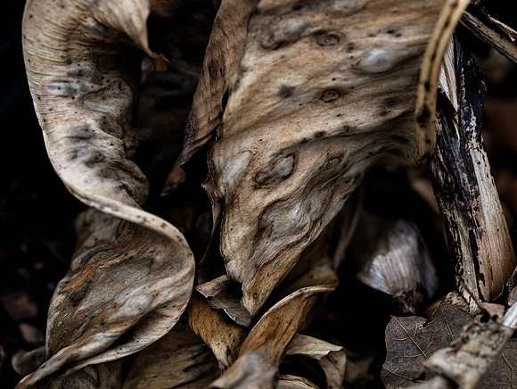 Winterleaves