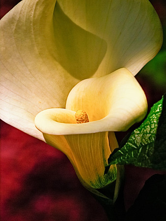 Calla