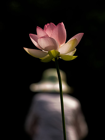 The Lotus and the Lady