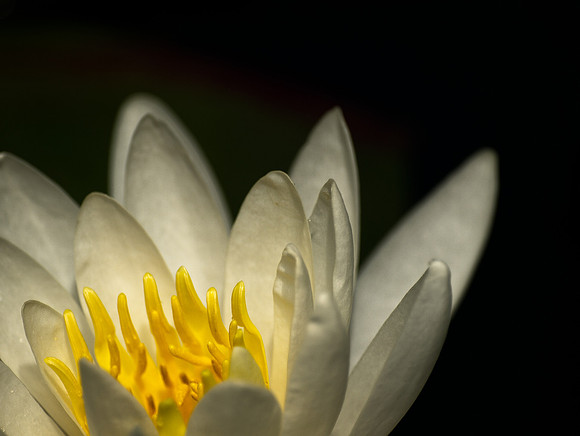 Water Lily 75