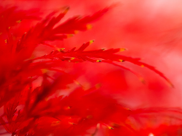 Fire Maple 11