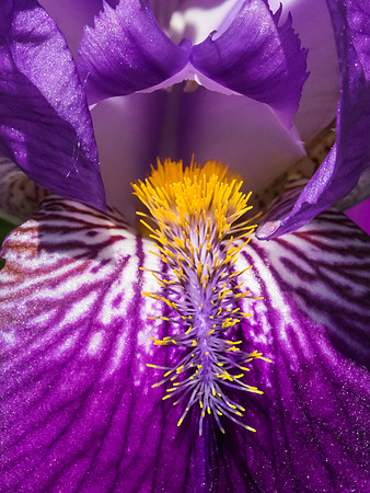 Iris