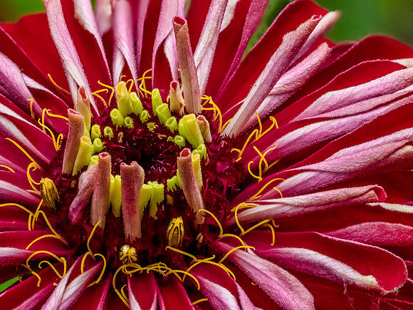 Starburst