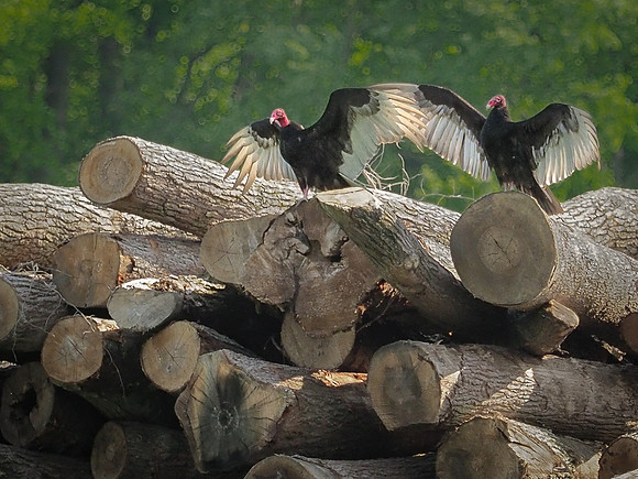 Bombay Hook Buzzards 957