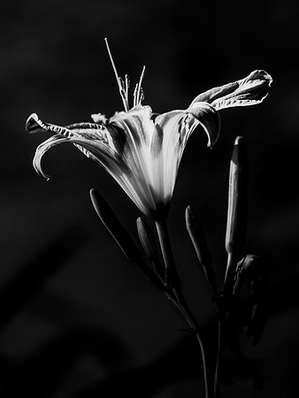 Day Lily