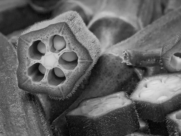A Study in Okra