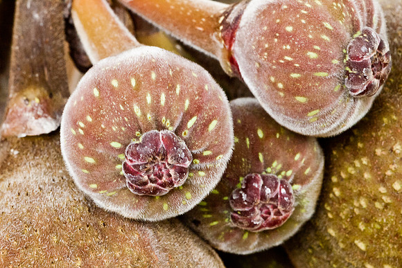 Young Figs