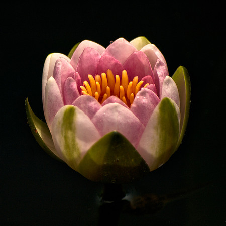 Water Lily 87