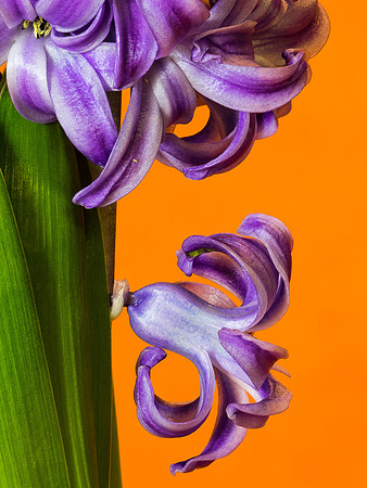 Hyacinth