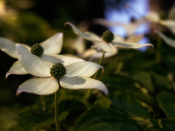 Dogwood Forest
