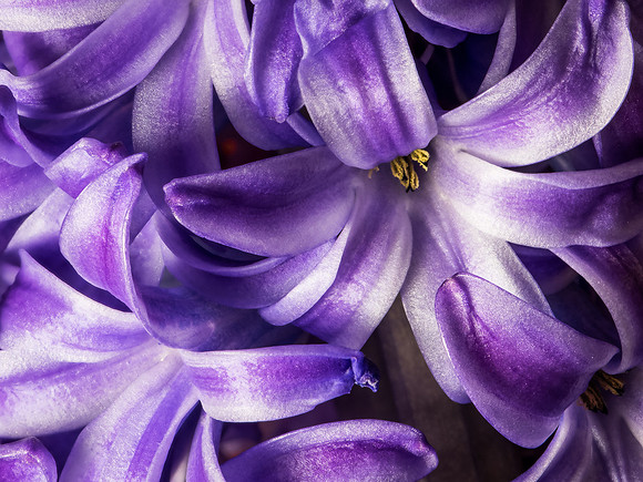Hyacinth
