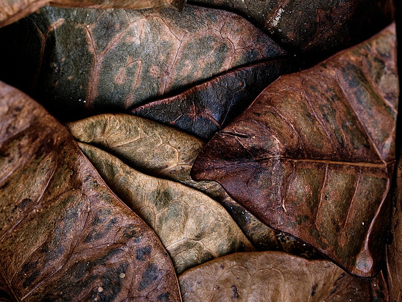 Winterleaves