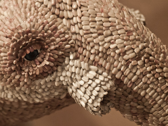 Seeds
