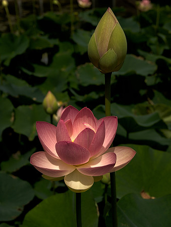 Field of Lotus