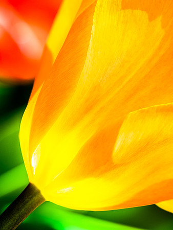 Tulip