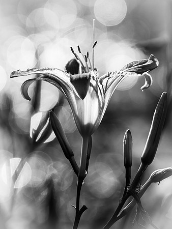 Day Lily