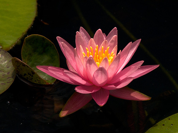 Water Lily 35