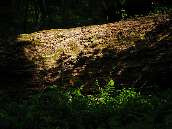 Bombay Hook Forest 947