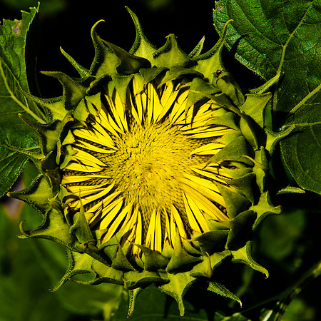 Unfolding