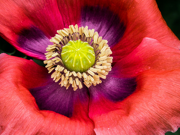 Poppy Blossom 73