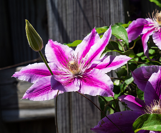 Striped Clematis