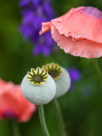 Budding