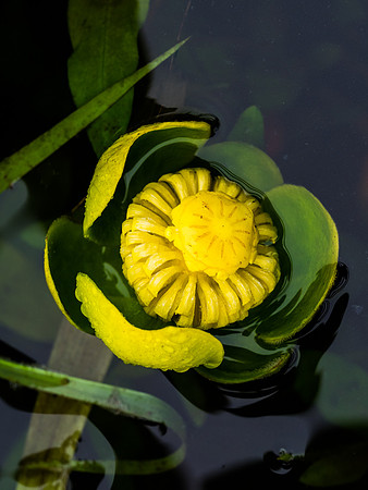 Nascent Water Lily 26