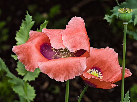 Poppy Blossoms 82-11